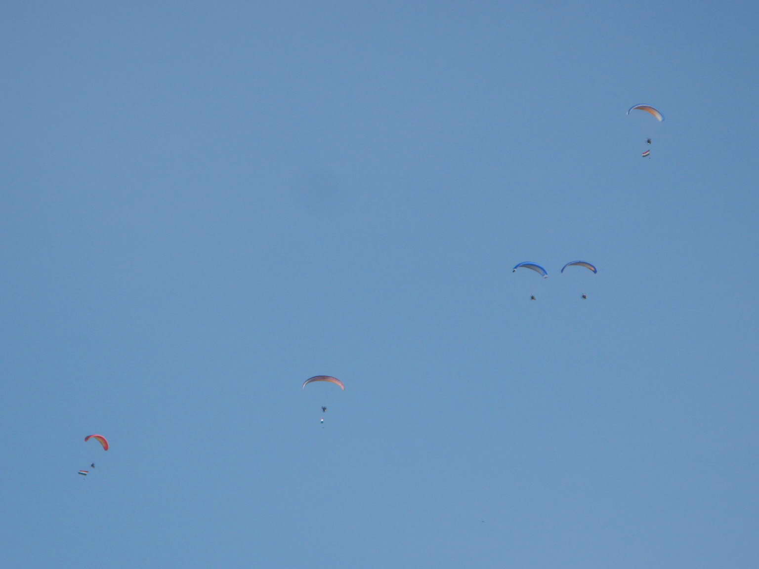 KĂśtelĂŠkrepĂźlĂŠs 099